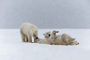 Subadults: Polar Bear subadults playing in the snow Autumn