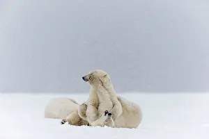 Subadults: Polar Bear subadults playing in the snow Autumn