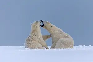 Subadults: Polar Bear subadults playing in the snow Autumn