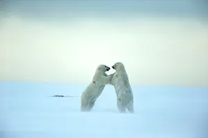 Subadults: Polar Bear subadults playing in the snow Autumn