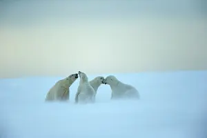Subadults: Polar Bear subadults playing in the snow Autumn