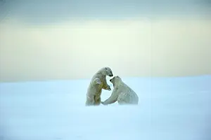 Subadults: Polar Bear subadults playing in the snow Autumn