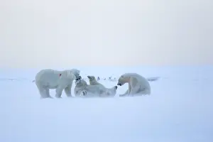 Subadults: Polar Bear subadults playing in the snow Autumn