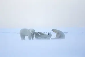 Subadults: Polar Bear subadults playing in the snow Autumn