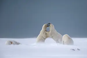Subadults: Polar Bear subadults playing in the snow Autumn
