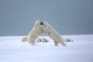 Subadults: Polar Bear subadults playing in the snow Autumn