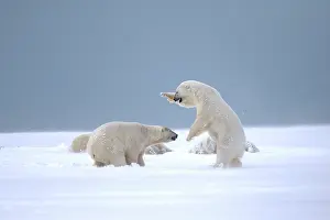 Subadults: Polar Bear subadults playing in the snow Autumn