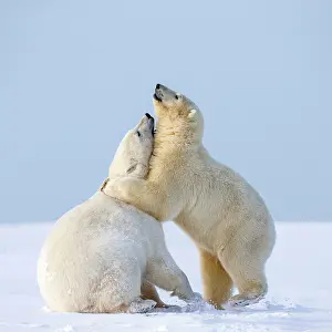 Subadults: Polar Bear subadults playing in the snow Autumn