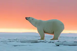 Scenting: Polar Bear - in sunset