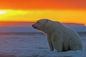 Silhouettes: Polar Bear - in sunset