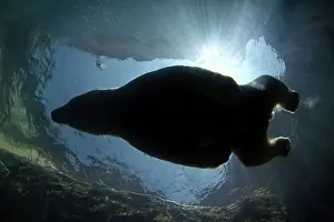 Silhouettes: Polar Bear - swimming