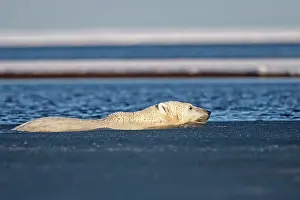 Slush: Polar Bear - swimming in slush ice