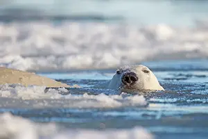 Slush: Polar Bear - swimming in slush ice