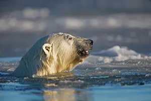 Slush: Polar Bear - swimming in slush ice