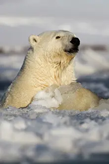 Slush: Polar Bear - swimming in slush ice
