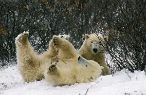 Roll: Polar Bear (thalarctos maritimus), Adult rolling