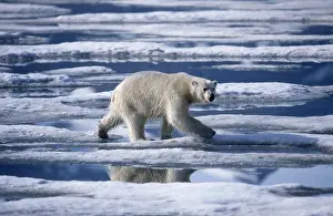Thalarctos: Polar bear (Thalarctos maritimus) running on pack