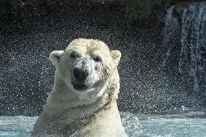 Shake: Polar bear (Thalarctos maritimus) swimming and shaking
