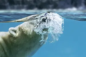 Thalarctos: Polar bear (Thalarctos maritimus) swimming underwater