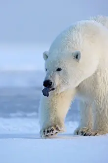 Beaufort: Polar Bear - with tongue sticking out