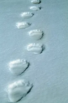 Tracks: Polar BEAR - tracks