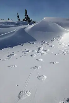 Pugmarks: Polar Bear - tracks / footprints in snow