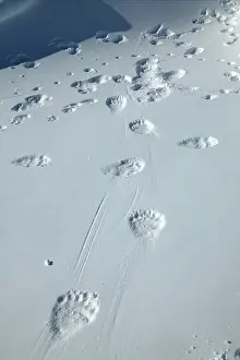 Pugmarks: Polar Bear - tracks / footprints in snow