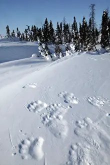 Pugmarks: Polar Bear - tracks / footprints in snow