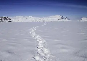 Endless: Polar Bear tracks head off across a frozen fjord
