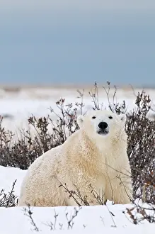 Hudson: Polar Bear (Ursa maritimus) on sub-arctic Hudson