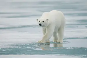 Traveling: polar bear, Ursus maritimus, adult travels