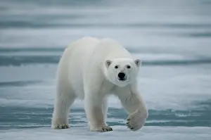 Traveling: polar bear, Ursus maritimus, adult travels