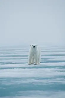 Traveling: polar bear, Ursus maritimus, adult travels