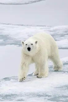 Floes: Polar Bear (Ursus maritimus), adult, walking on