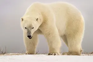 Anger: Polar bear (Ursus maritimus) Angry big polar bear