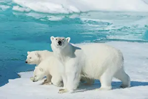 Northeast: Polar bear (Ursus maritimus), animal mother with