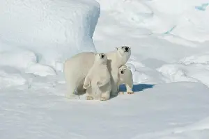 Northeast: Polar bear (Ursus maritimus), animal mother with