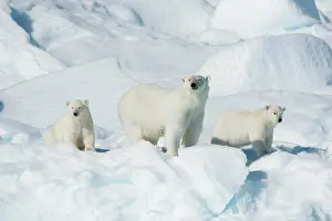 Northeast: Polar bear (Ursus maritimus), animal mother with