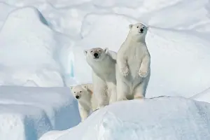 Northeast: Polar bear (Ursus maritimus), animal mother with