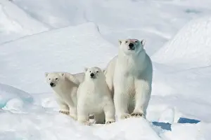 Northeast: Polar bear (Ursus maritimus), animal mother with