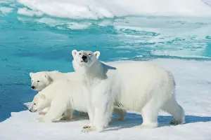 Northeast: Polar bear (Ursus maritimus), animal mother with