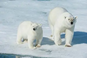 Northeast: Polar bear (Ursus maritimus), animal mother with