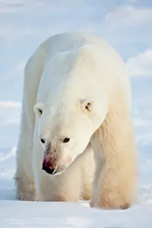 Hudson: Polar Bear (Ursus maritimus) with blood