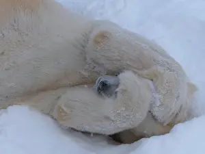 Hide: Polar bear (Ursus maritimus) (C), hiding face be