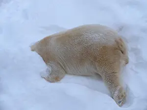Ranua: Polar bear (Ursus maritimus) (C), sticks head in