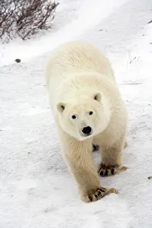 Marc: Polar Bear (Ursus maritimus) in Churchill