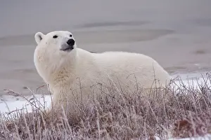 Marc: Polar Bear (Ursus maritimus) in Churchill