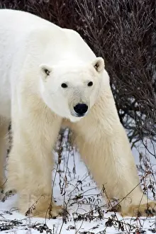 Marc: Polar Bear (Ursus maritimus) in Churchill