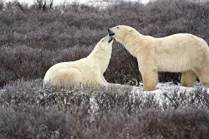 Kiss: Polar Bear (Ursus maritimus) in Churchill