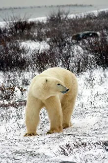 Marc: Polar Bear (Ursus maritimus) in Churchill